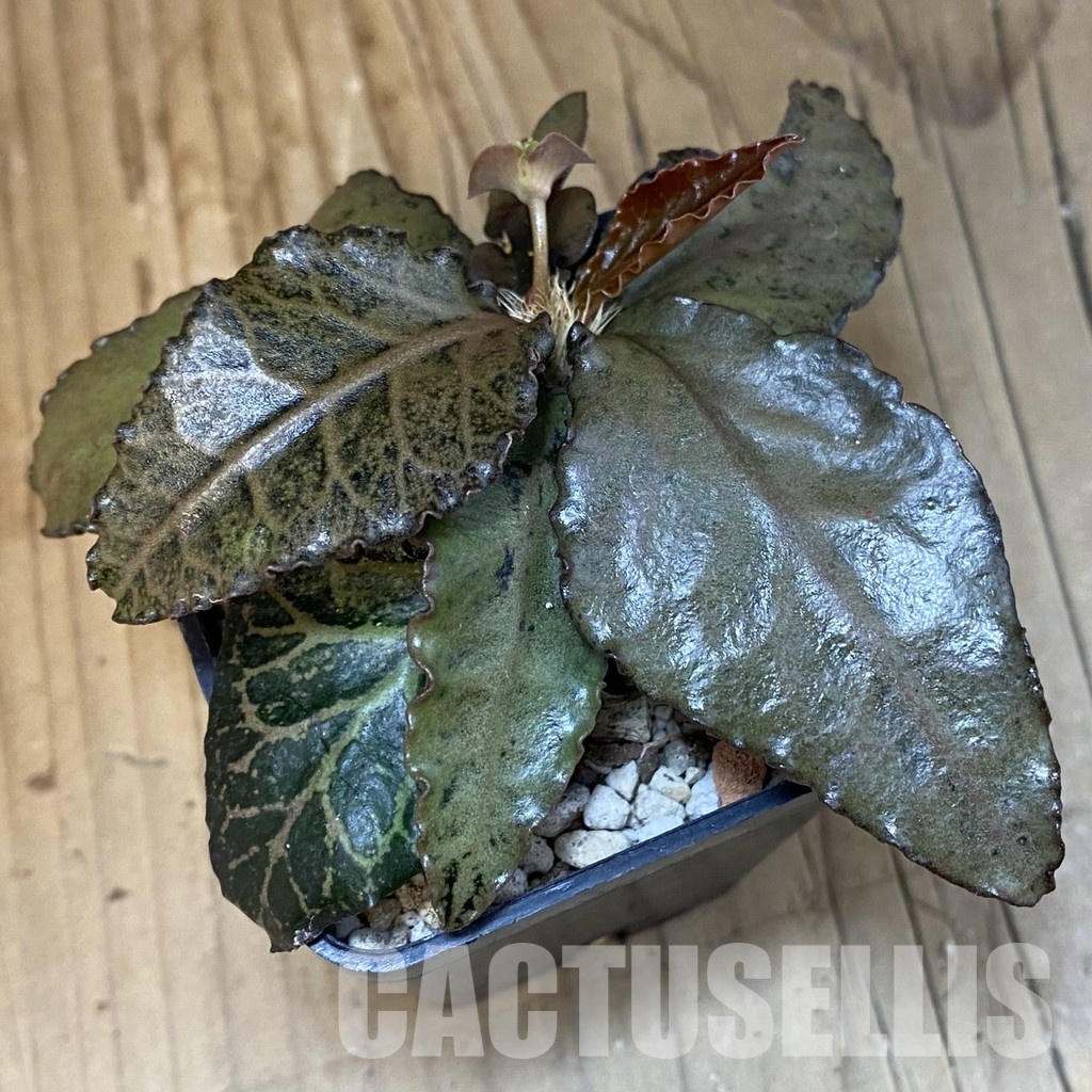 SH30981 Euphorbia francoisii hybrid - Image 3