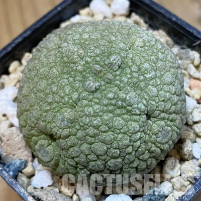 SH30962 Pseudolithos migiurtinus