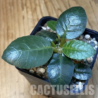 SH30985 Dorstenia foetida