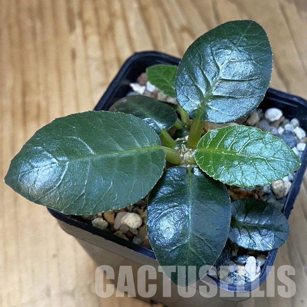 SH30985 Dorstenia foetida
