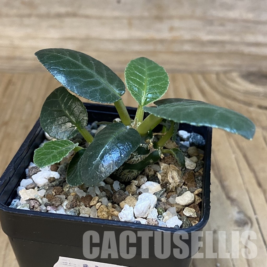 SH30985 Dorstenia foetida - Image 2