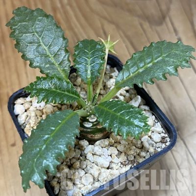 SH30986 Dorstenia horwoodii