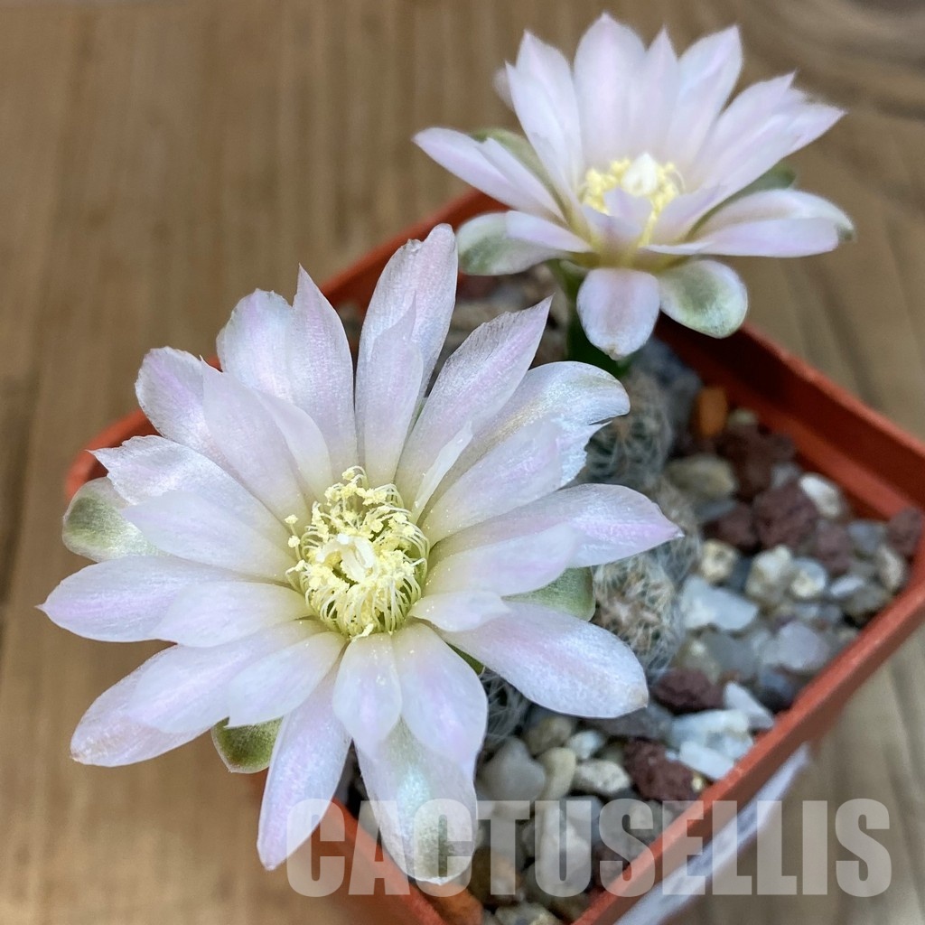 SH31026 Gymnocalycium bruchii