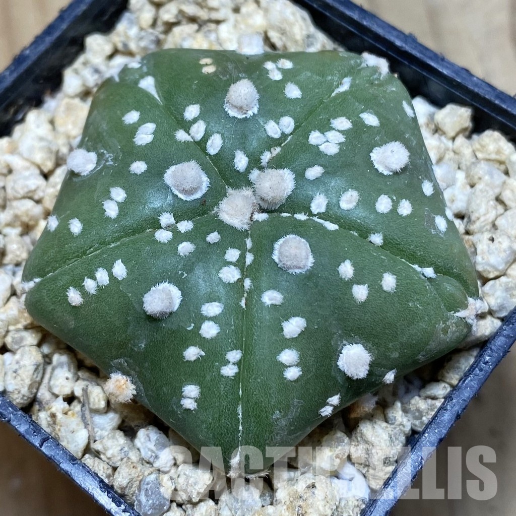 SH31157 Astrophytum asterias ‘Kikko’‘Star Shape’, 5-ribs
