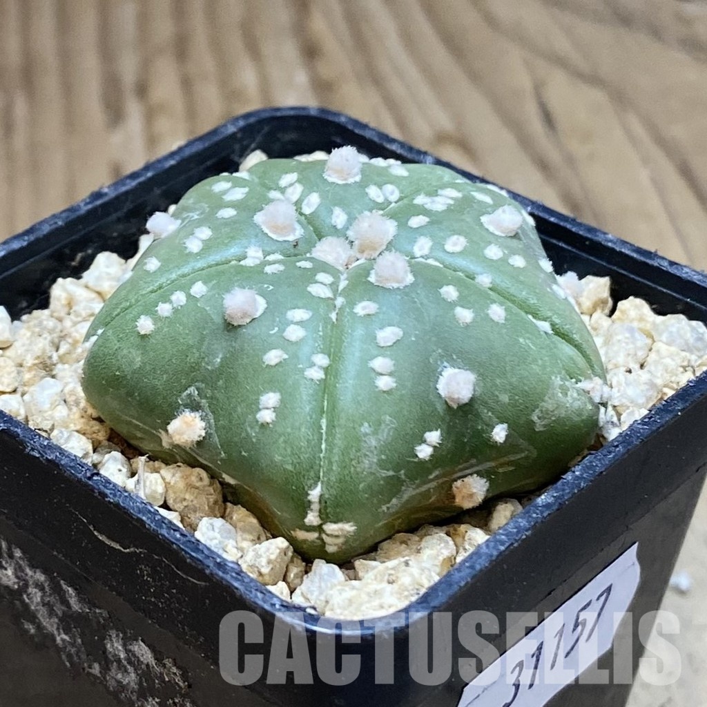 SH31157 Astrophytum asterias ‘Kikko’‘Star Shape’, 5-ribs - Image 2