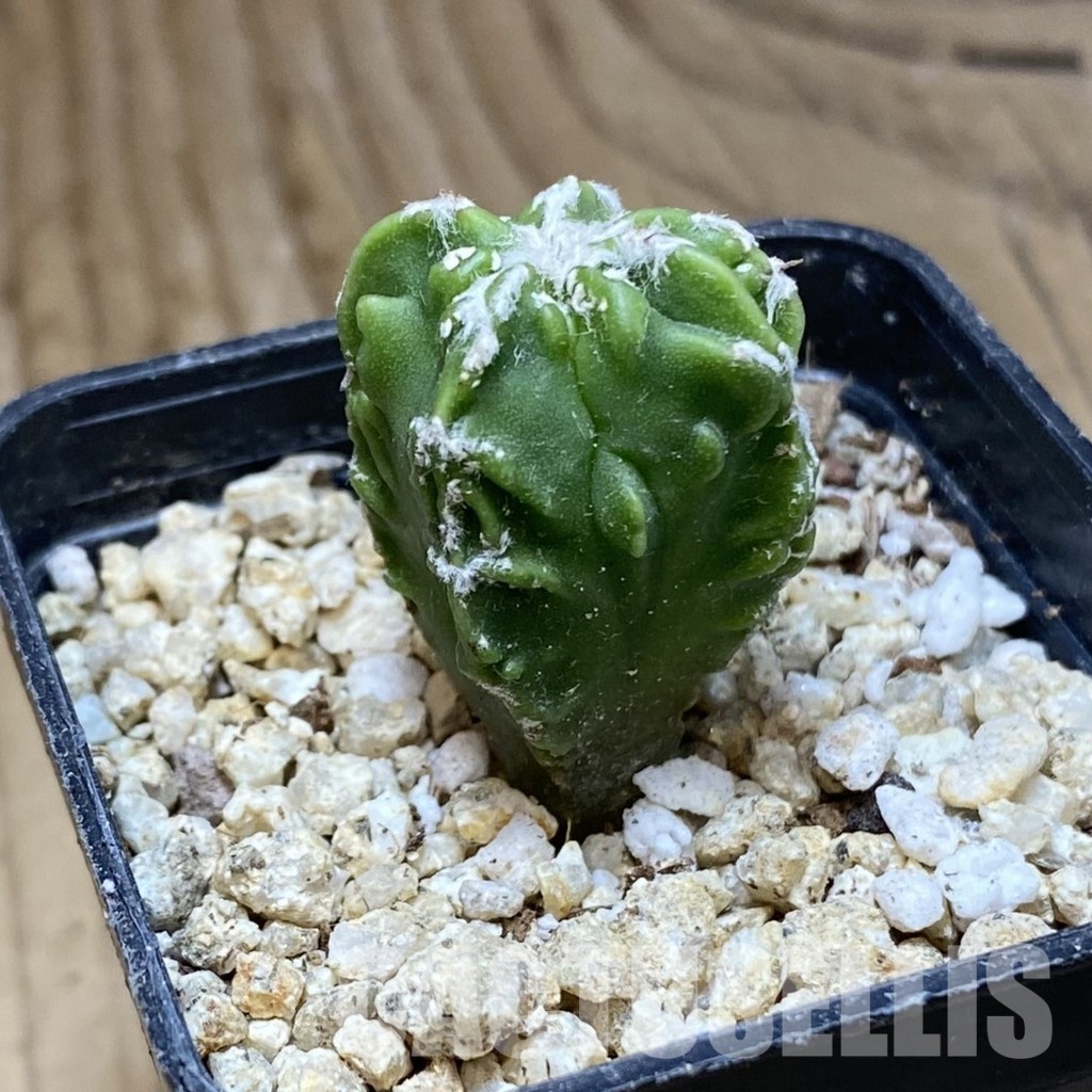 SH31158 Astrophytum myriostigma ‘Fukuryu’ - Image 2