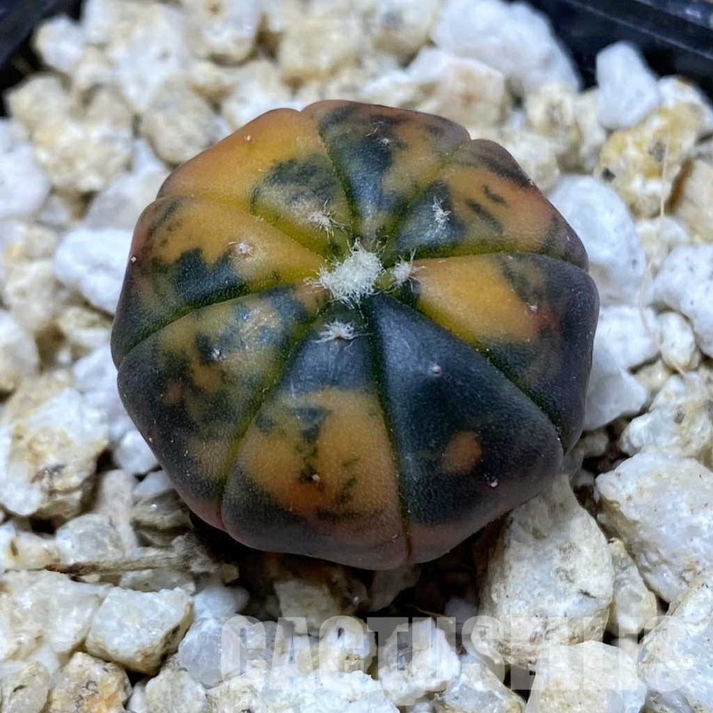 SH31161 Astrophytum asterias ‘Red Purple Skin’ f. variegata