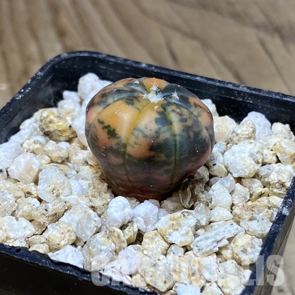SH31161 Astrophytum asterias ‘Red Purple Skin’ f. variegata - Image 2