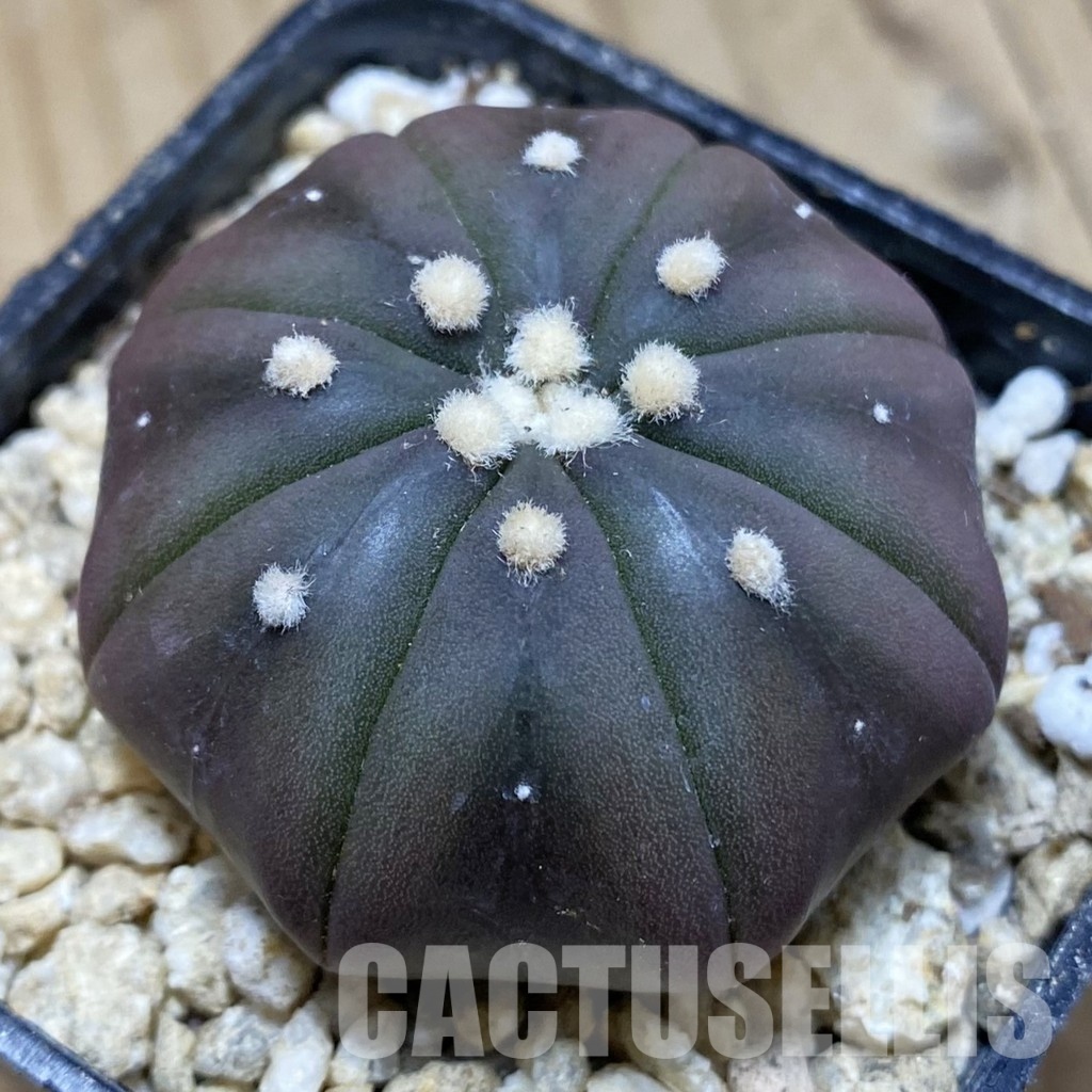 SH31162 Astrophytum asterias ‘Purple Skin’