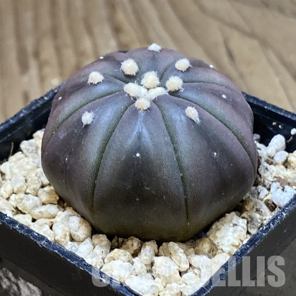 SH31162 Astrophytum asterias ‘Purple Skin’ - Image 2