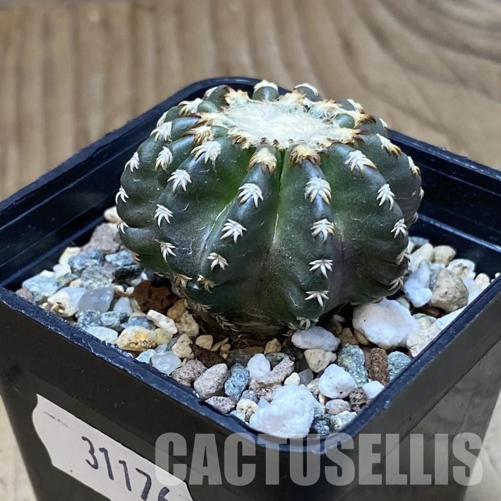 SH31176 Discocactus horstii - Image 2