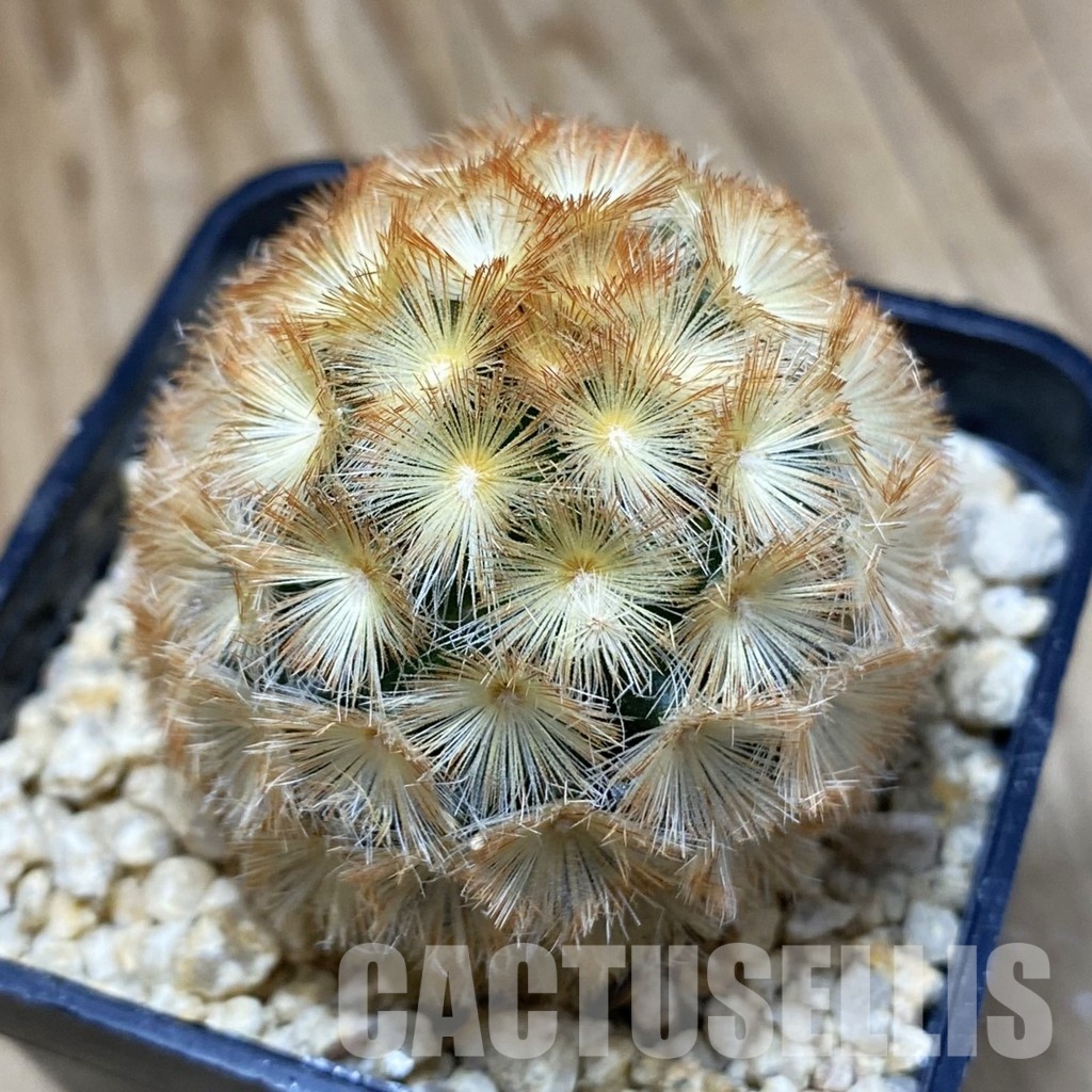 SH31177 Mammillaria carmenae ‘Buddha’ hybrid