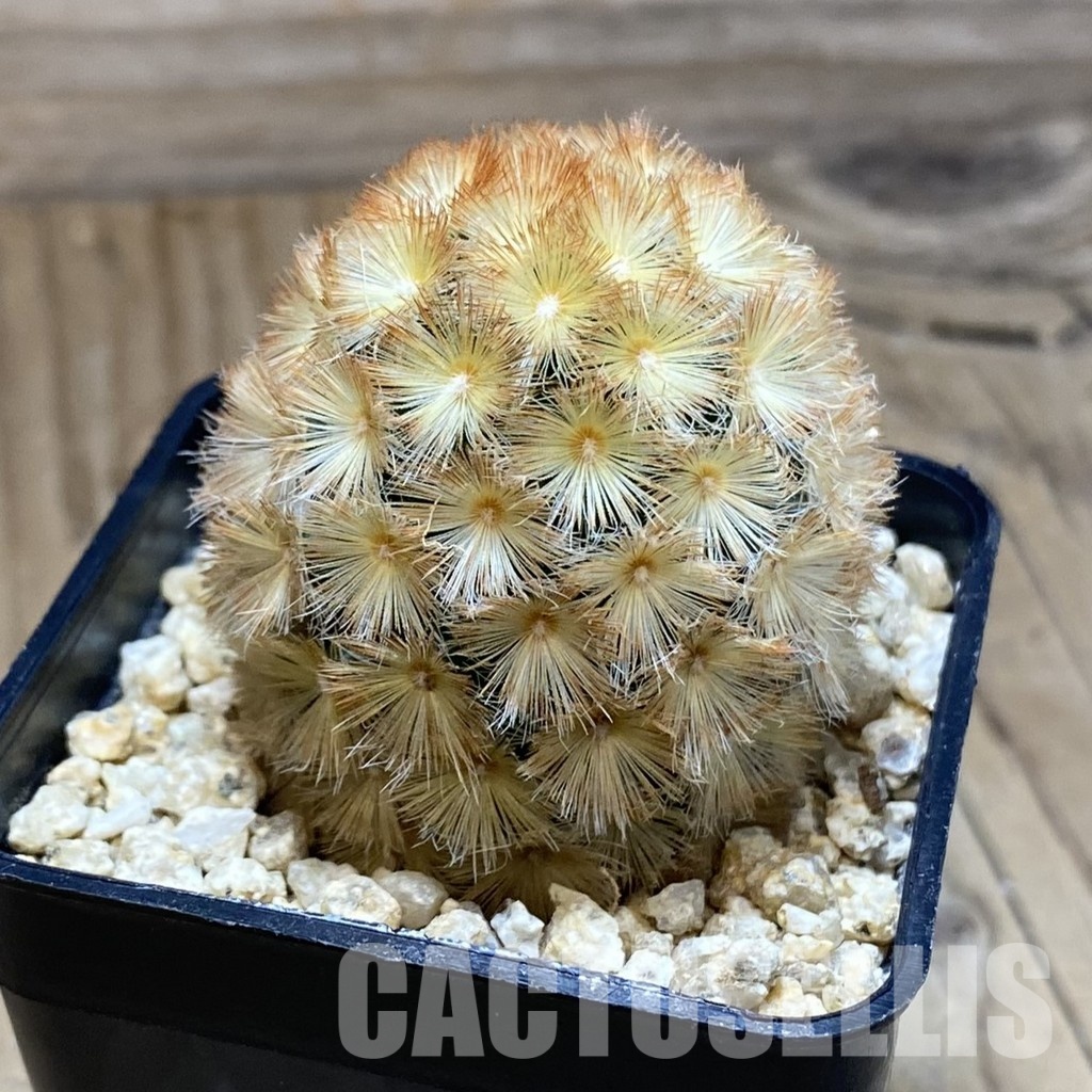 SH31177 Mammillaria carmenae ‘Buddha’ hybrid - Image 2