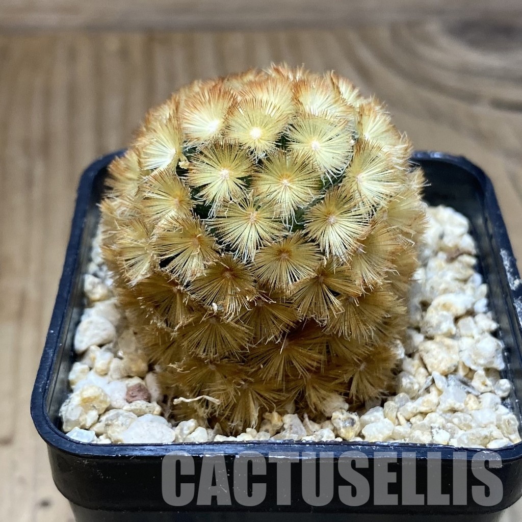 SH31179 Mammillaria carmenae ‘Buddha’ hybrid - Image 2