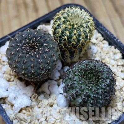 SH31180 Frailea mix