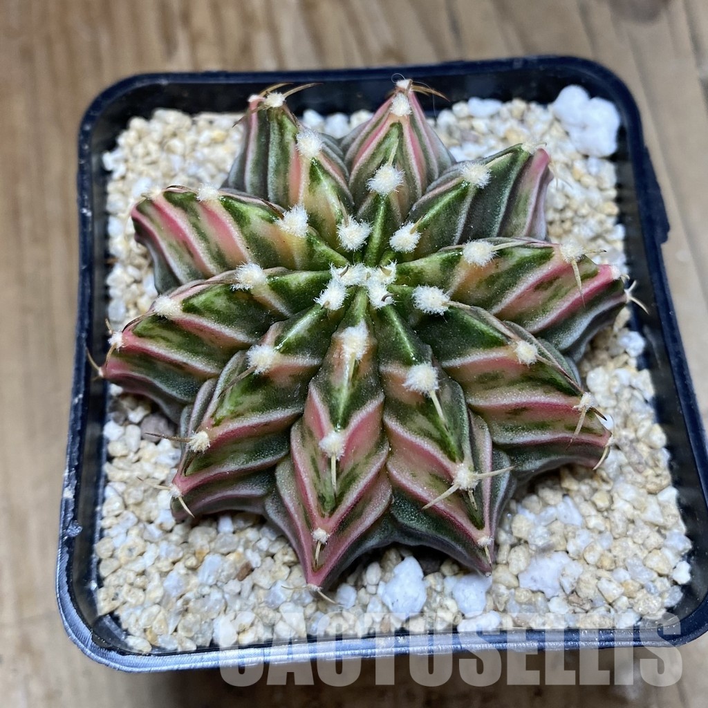 SH31182 Gymnocalycium friedrichii LB f. variegata, seedling - Image 2