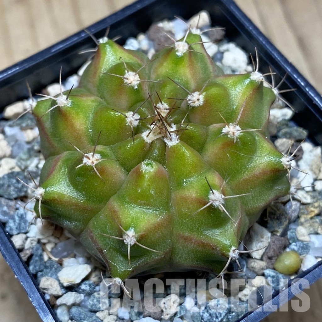 SH31183 Gymnocalycium mihanovichii ‘Neon’ hybrid