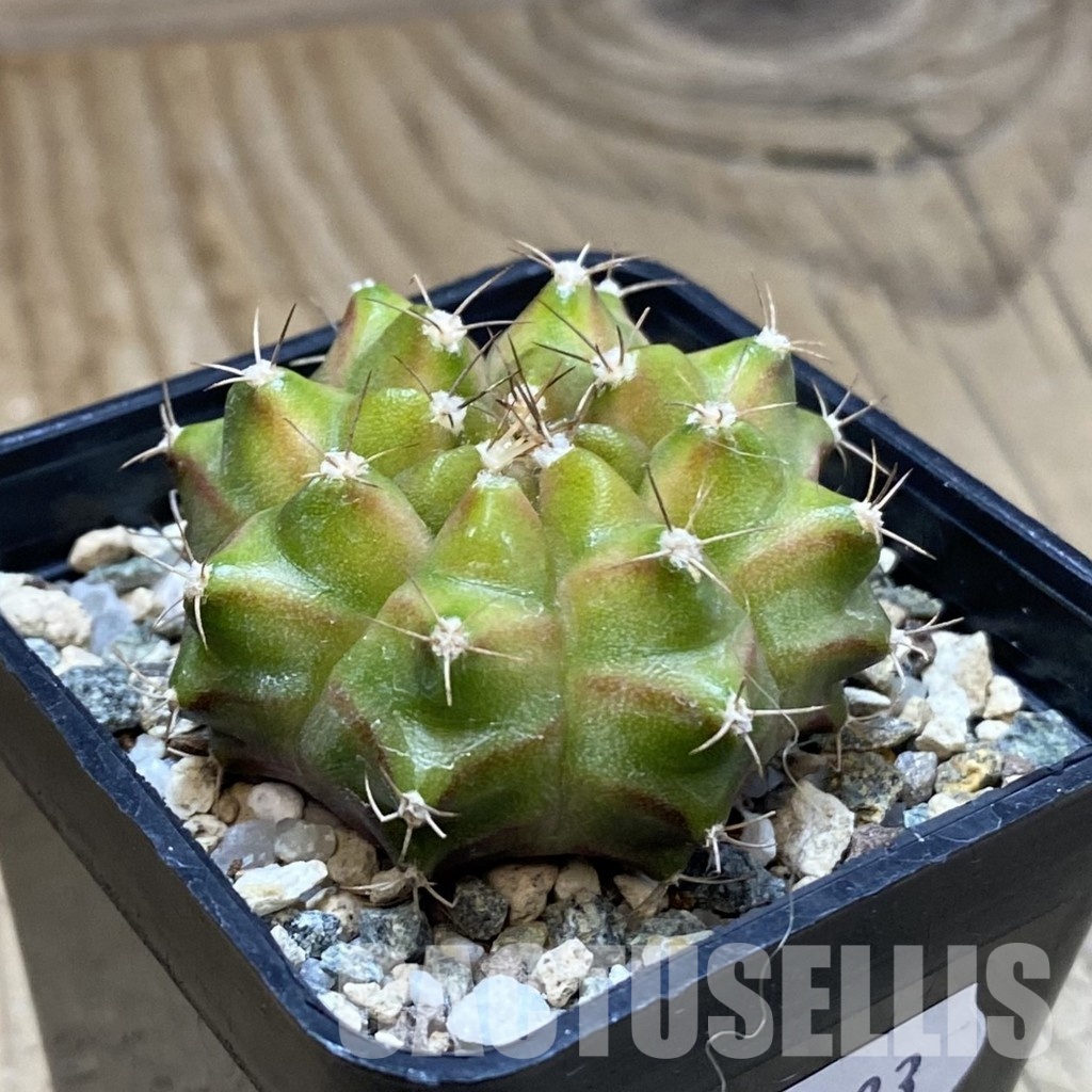SH31183 Gymnocalycium mihanovichii ‘Neon’ hybrid - Image 2
