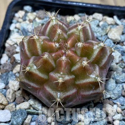 SH31185 Gymnocalycium mihanovichii ‘Neon’ hybrid
