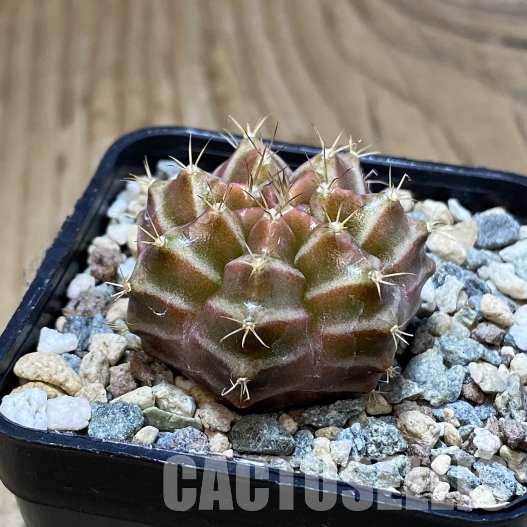 SH31185 Gymnocalycium mihanovichii ‘Neon’ hybrid - Image 2