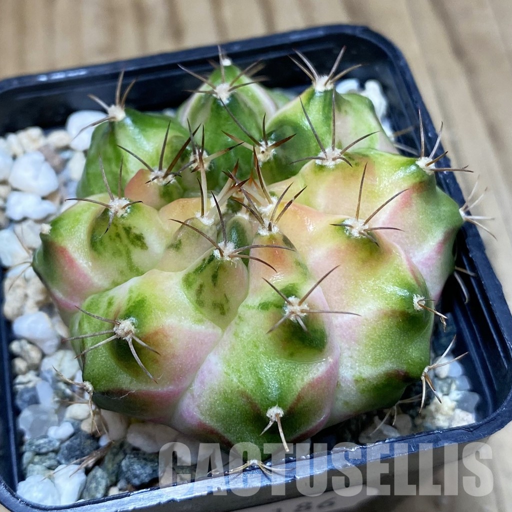 SH31186 Gymnocalycium mihanovichii ‘Neon’ hybrid - Image 2