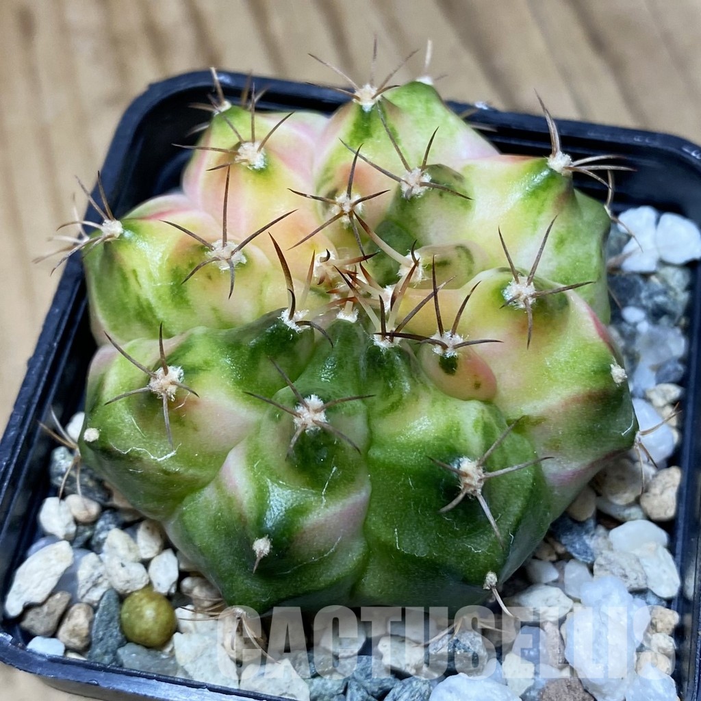 SH31186 Gymnocalycium mihanovichii ‘Neon’ hybrid