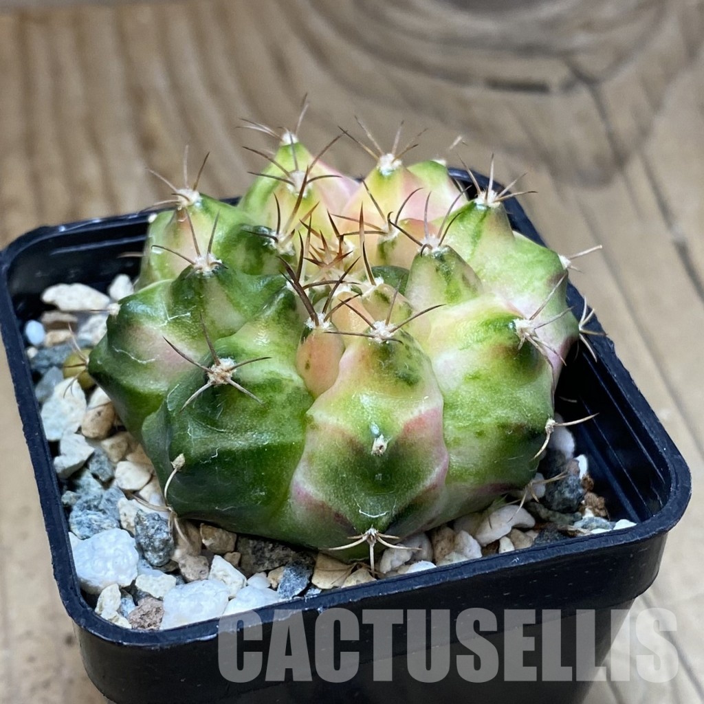 SH31186 Gymnocalycium mihanovichii ‘Neon’ hybrid - Image 3