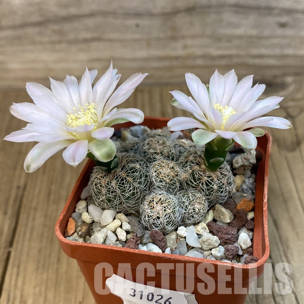 SH31026 Gymnocalycium bruchii - Image 2