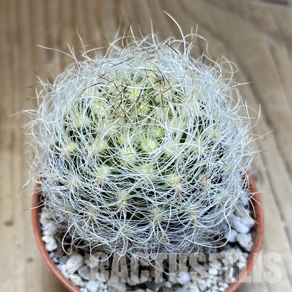 SH31130 Neoporteria nidus