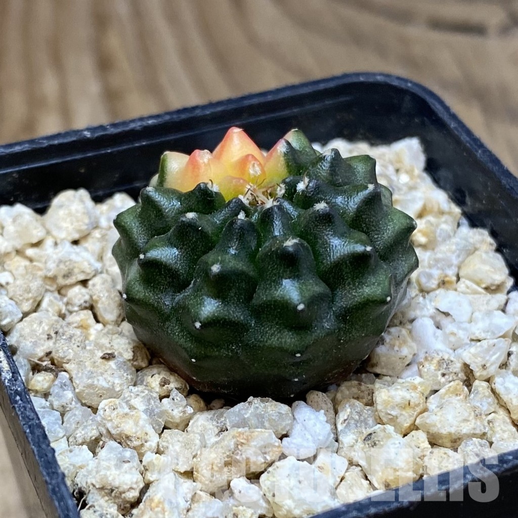 SH31189 Gymnocalycium mihanovichii ‘inermis’ f. variegata, seedling - Image 2