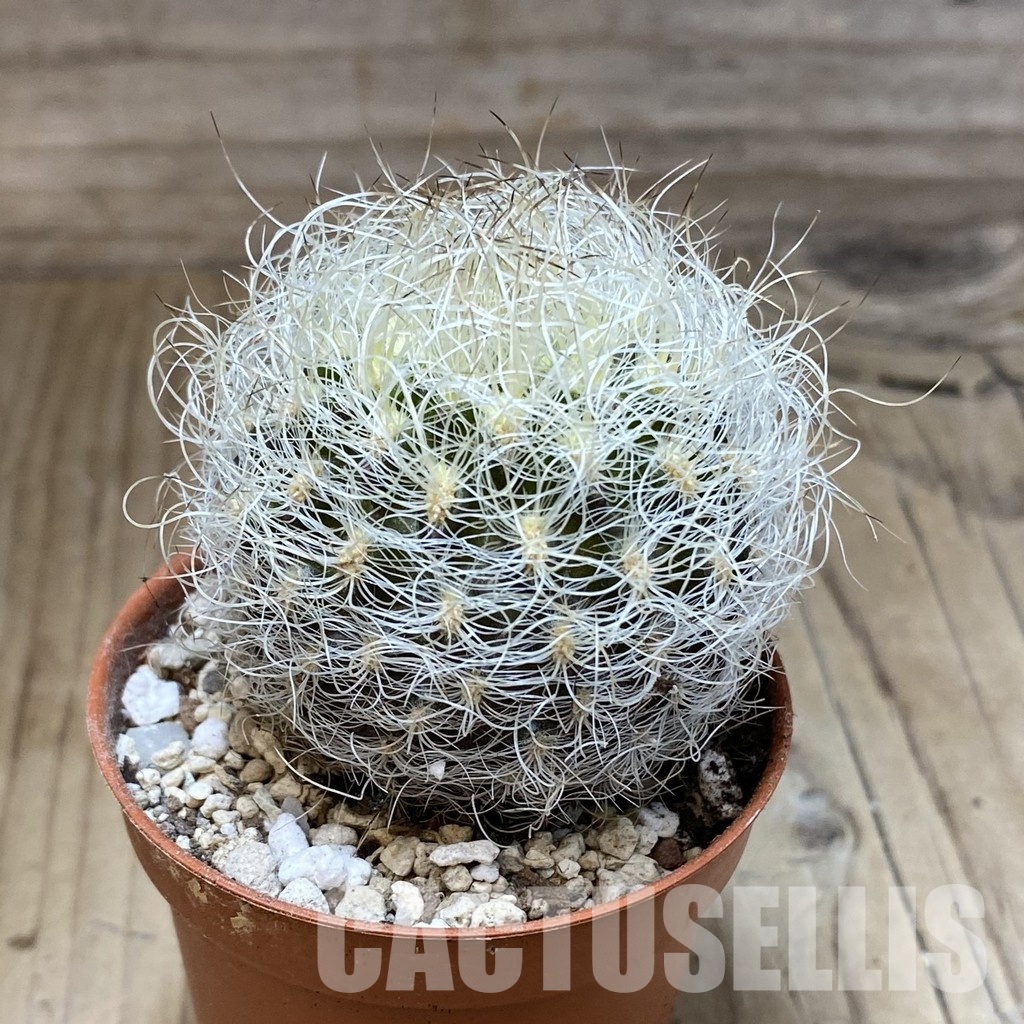 SH31130 Neoporteria nidus - Image 2