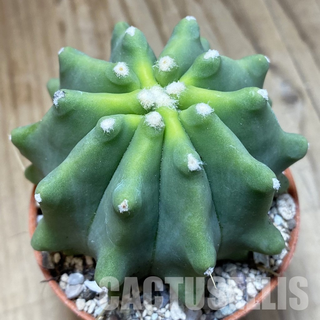 SH31133 Ferocactus glaucescens f. inermis