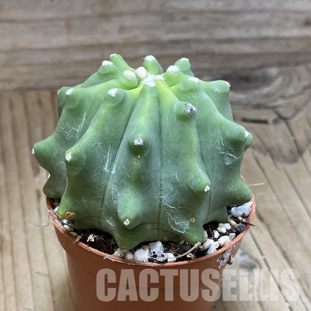 SH31133 Ferocactus glaucescens f. inermis - Image 2