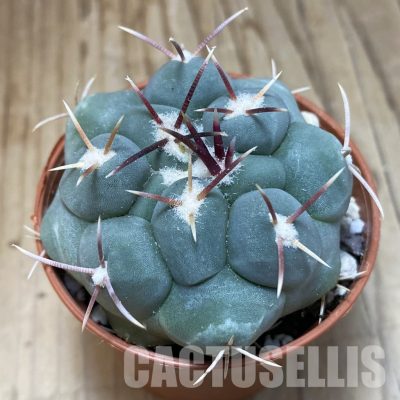 SH31134 Thelocactus hexaedrophorus