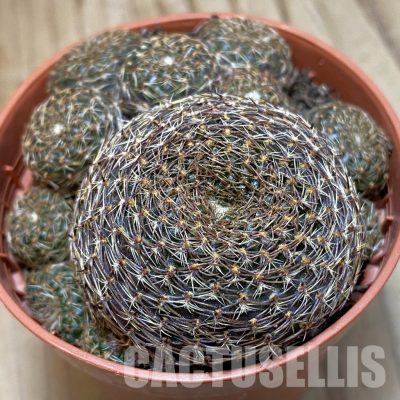 SH31135 Rebutia heliosa v. condorensis