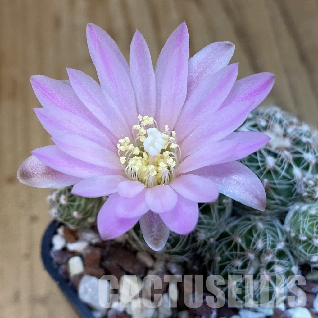 SH31027 Gymnocalycium bruchii