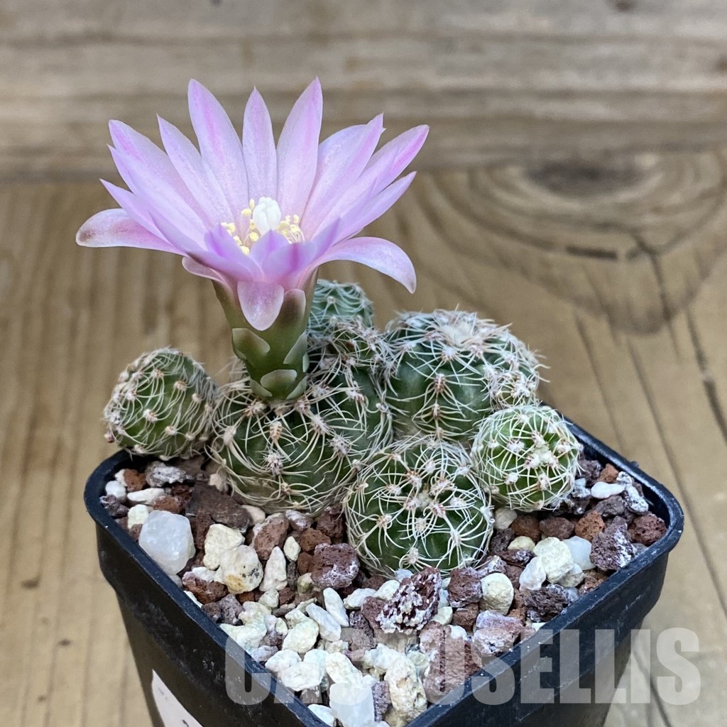 SH31027 Gymnocalycium bruchii - Image 2