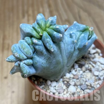 SH31141 Myrtillocactus geometrizans f. cristata