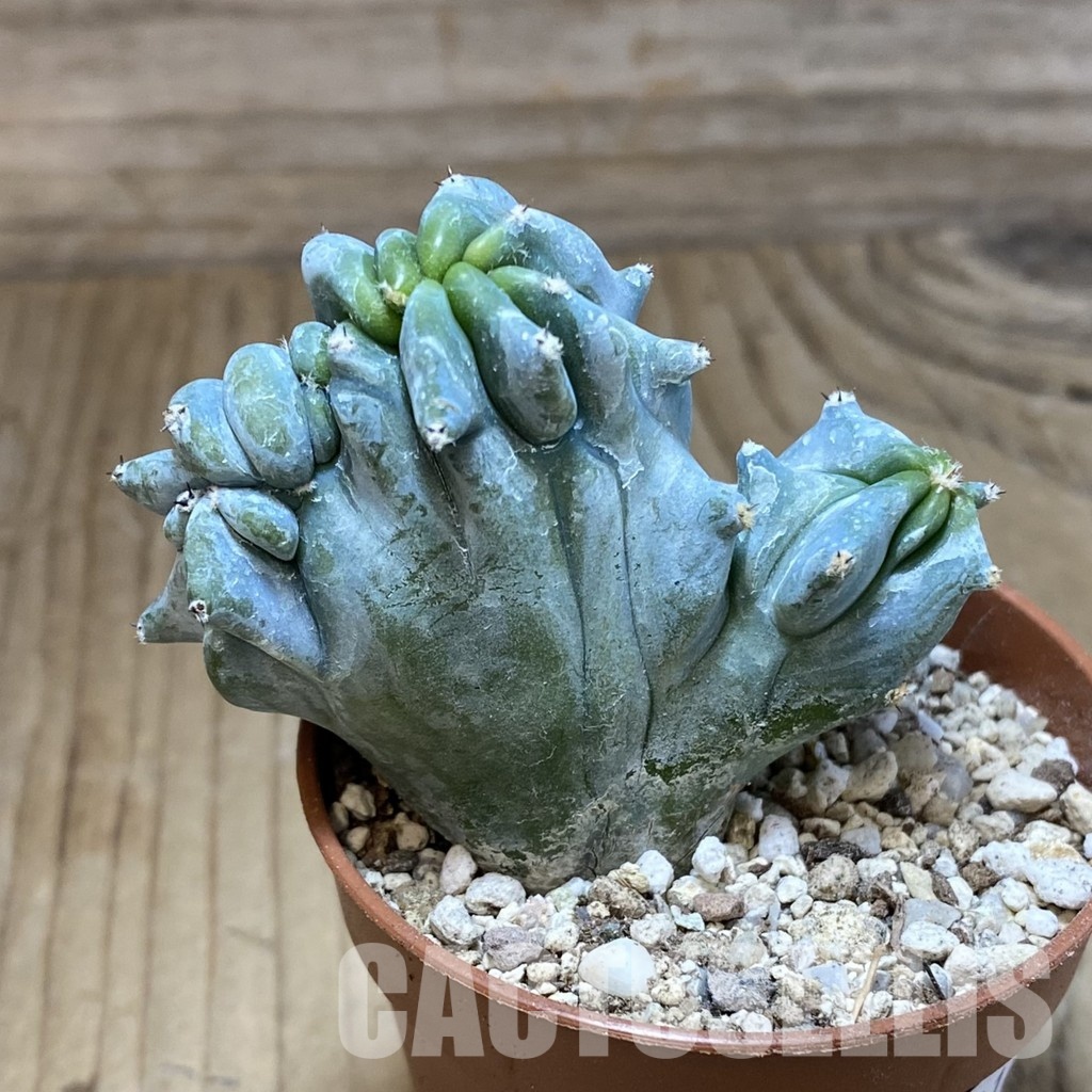 SH31141 Myrtillocactus geometrizans f. cristata - Image 2