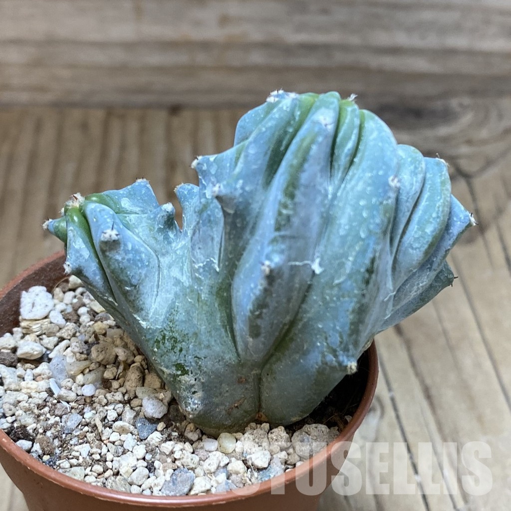 SH31141 Myrtillocactus geometrizans f. cristata - Image 3