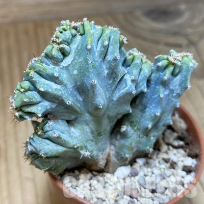 SH31142 Myrtillocactus geometrizans f. cristata