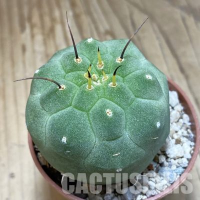 SH31143 Matucana madisoniorum