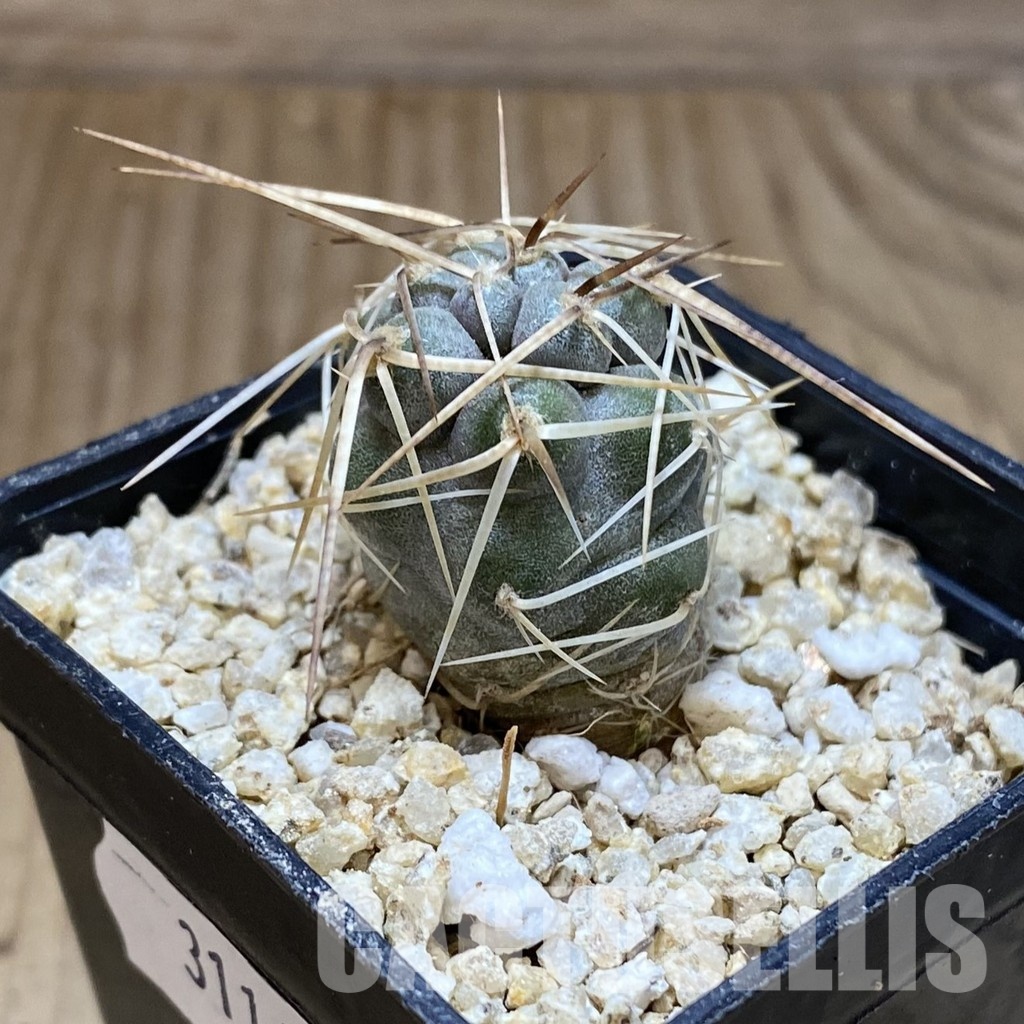 SH31144 Tephrocactus fiambalensis, seedling - Image 2