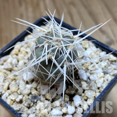 SH31145 Tephrocactus fiambalensis, seedling