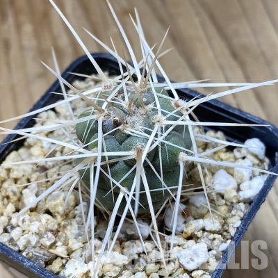 SH31146 Tephrocactus fiambalensis, seedling