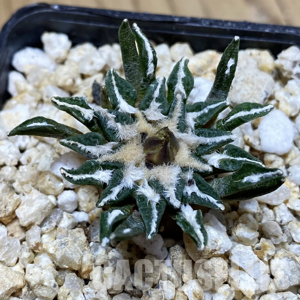 SH31147 Ariocarpus kotschoubeyanus v. macdowellii, own roots seedling