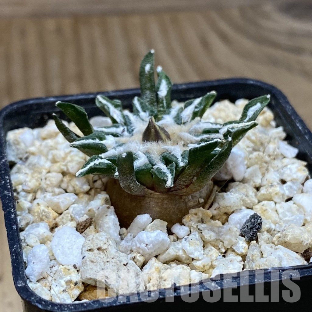 SH31147 Ariocarpus kotschoubeyanus v. macdowellii, own roots seedling - Image 2