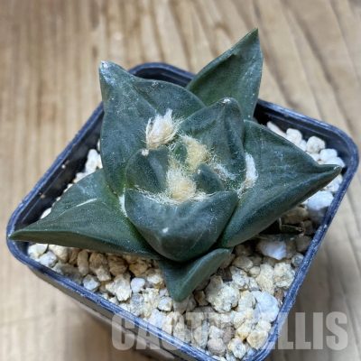 SH31148 Ariocarpus retusus, own roots seedling