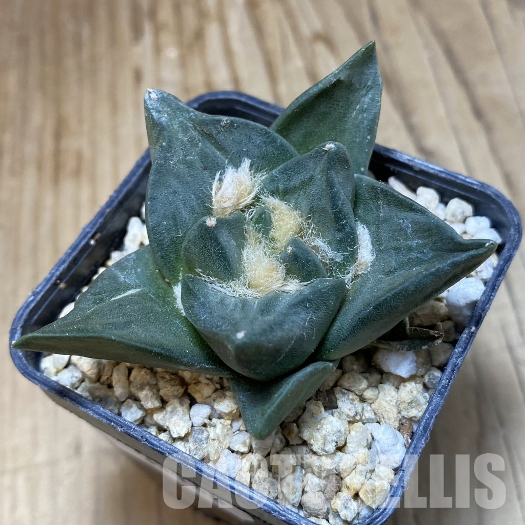 SH31148 Ariocarpus retusus, own roots seedling