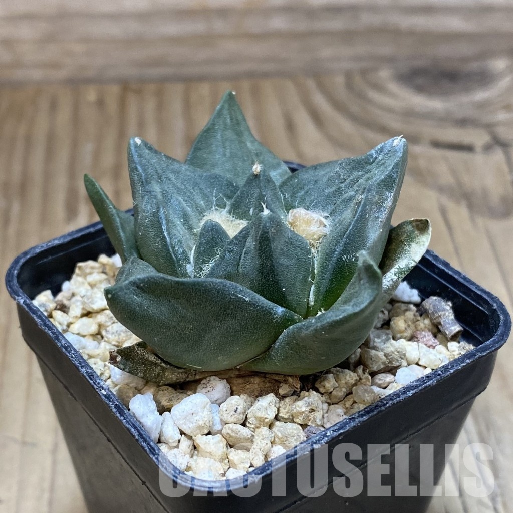 SH31148 Ariocarpus retusus, own roots seedling - Image 2